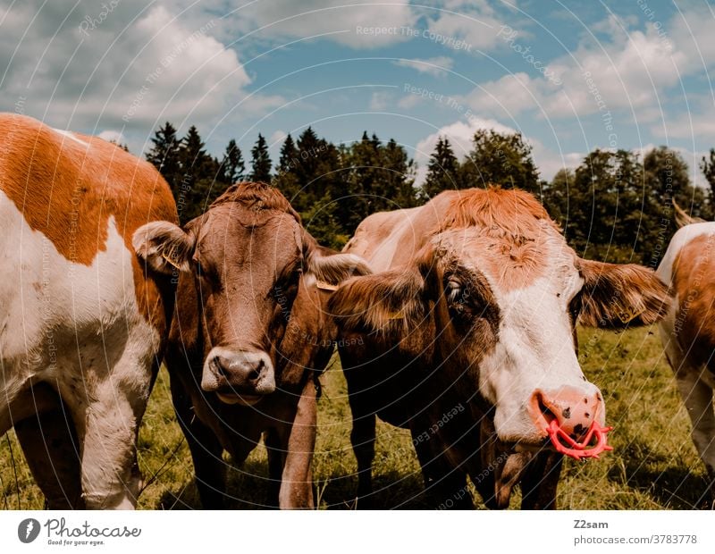 Kühe in Bayern auf der Weide kühe nutztiere bayern nahaufnahme grün landschaft natur wald himmel wolken sommer sonne nasenring wiese weide fell kuh
