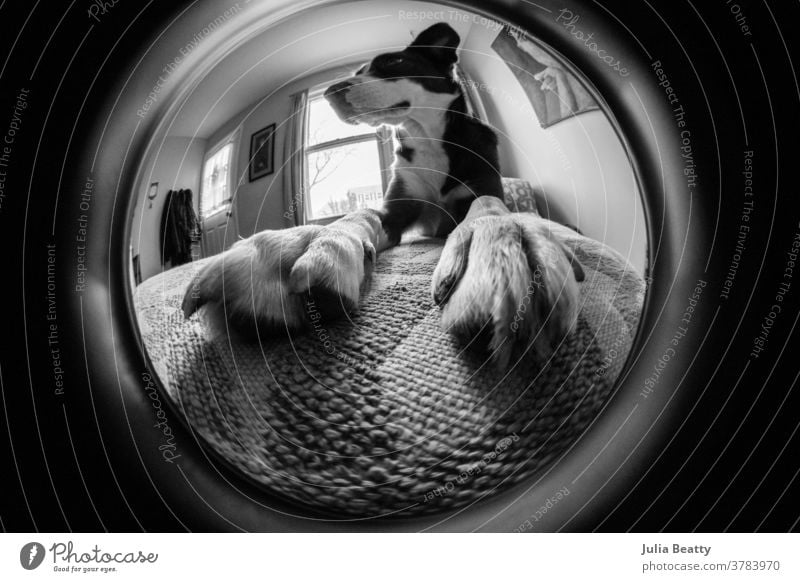 Fischaugenlinsenfoto eines Border Collie Hundes; Nahaufnahme an Pfoten und Nägeln eklektischer Innenraum Haustier Wohnkultur Stuhl Welpe Mischlingshund