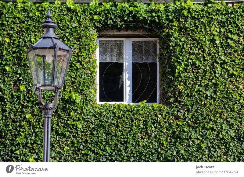 begründ wohnen Fassade Efeu Wand Wachstum Ranke bewachsen Natur Kletterpflanzen Fenster Straßenlaterne beschnitten Rahmen Brandenburg an der Havel