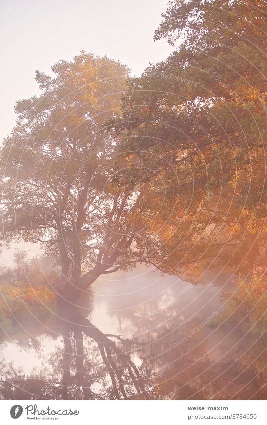 Nebel auf dem Fluss. Oktober Herbststille Morgennebelstimmung Baum Natur Wasser Wald Landschaft im Freien fallen See reisen neblig ruhig Sonnenlicht gelb