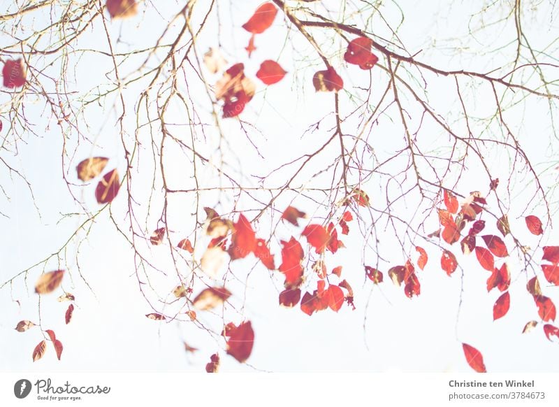 Die letzten roten Blätter an den fast kahlen Zweigen einer Blutpflaume. Blick nach oben in den hellen Himmel. Herbstfärbung bunte Blätter Herbstlaub