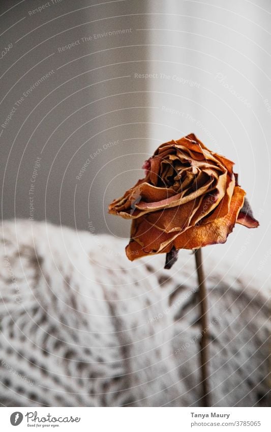 Getrocknete Rose in einer Hygge-Atmosphäre Dekoration & Verzierung Blumen getrocknet geblümt Stillleben Herbst Innenbereich gemütlich Trockenblume Lifestyle