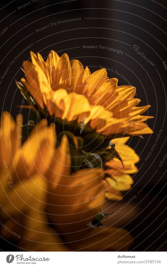 Macro Aufnahme einer Sonnenblume Sonnenblumenkern gelb Blume Blüte Blütenblätter Pollen Blütenstempel Pflanze Natur Sommer Nahaufnahme Garten Makroaufnahme