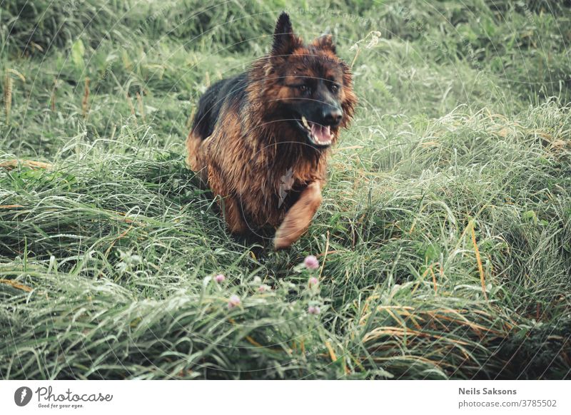 Deutscher Schäferhund Hund Haustier Tier Farbfoto Tierporträt Außenaufnahme 1 Natur beobachten Wiese Tag Wachsamkeit Landschaft Gras Schutz Fell Hirtenhund