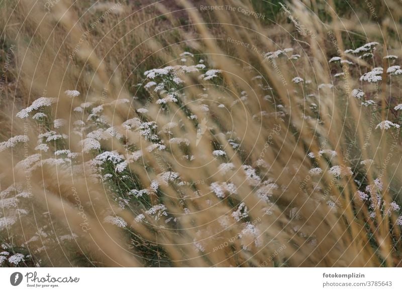 weiße Wiesenblumen mit unscharfen Grashalmen im Vordergrund Schafgarbe Gewöhnliche Schafgarbe Blumen Feldrand Feldblumen Heilkräuter Blühend Pflanze Blüte Natur