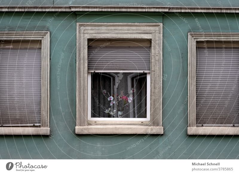 Alte Hauswand, Fenster mit geschlossenen Rolladen und ein Fenster mit Blumen Wand Fassade Mauer Menschenleer Außenaufnahme Farbfoto Gebäude trist grau alt