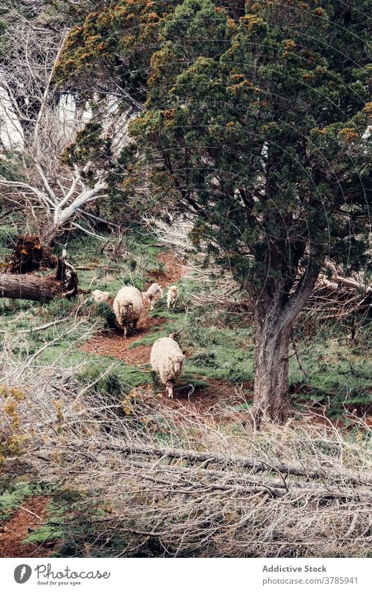 Niedliche Schafe grasen zusammen auf der Wiese weiden Weide Hügel Herde Berghang heimisch Fussel Tier Patagonien Südamerika Säugetier Natur Landschaft Umwelt