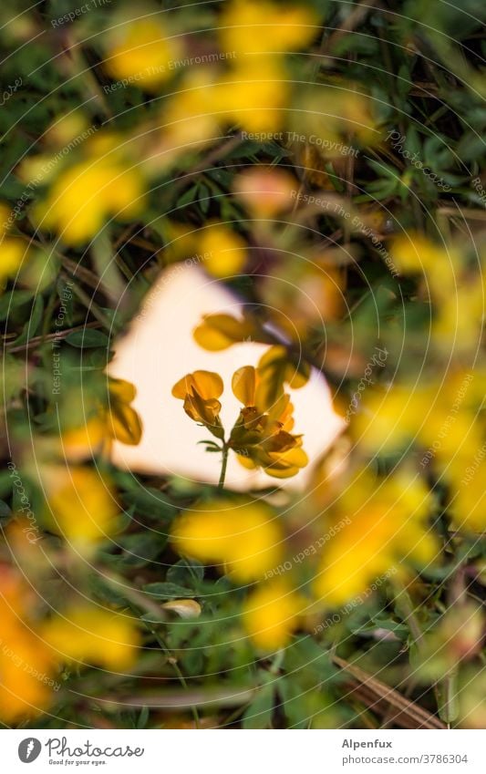 ein Stückchen Sommer Blüte Blume gelb Pflanze Spiegelung Scherbe Spiegelbild zerbrochener Spiegel Reflexion & Spiegelung Außenaufnahme Menschenleer Natur
