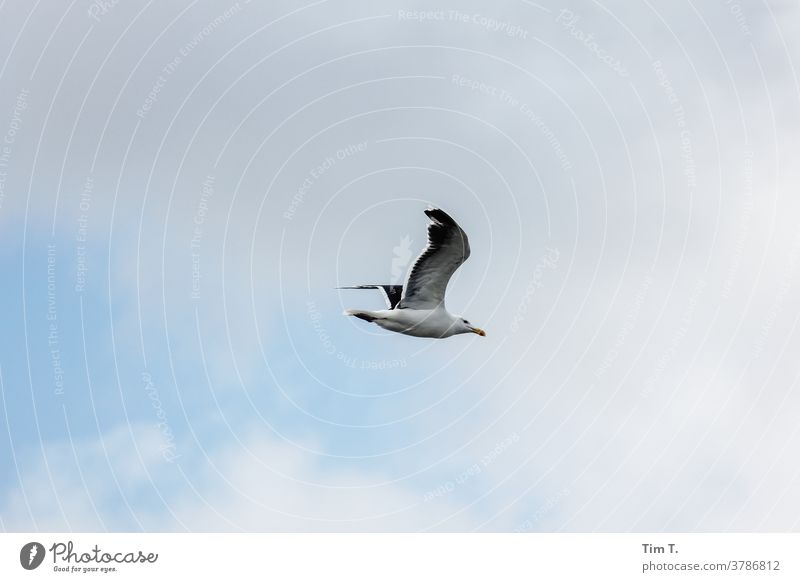 eine Möwe im Flug über der Ostsee Vogel Meer Küste Himmel Flügel Tier Natur Außenaufnahme fliegen Freiheit Farbfoto Wildtier Menschenleer Möwenvögel