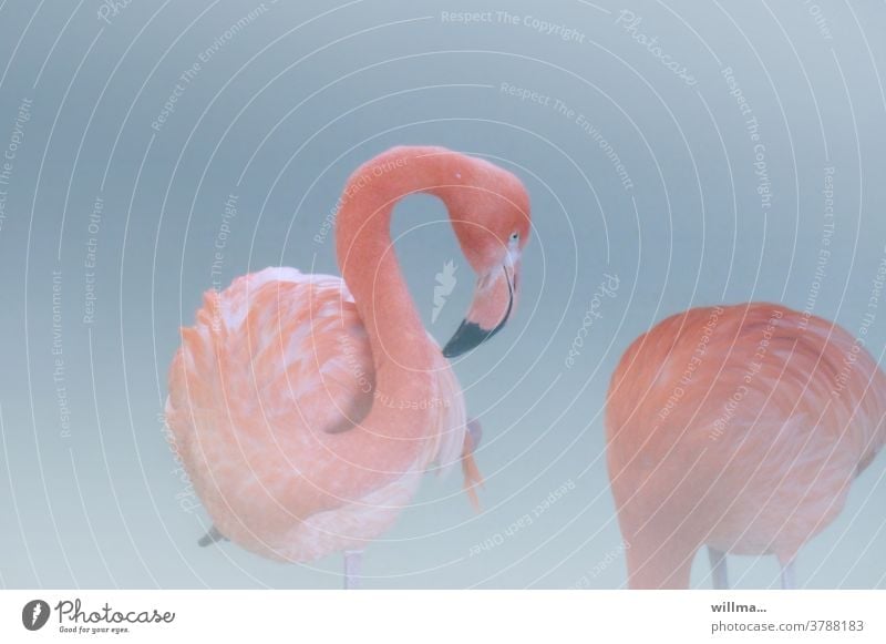 flamingoliebe Flamingo rosa Rosaflamingo schön anmutig ästhetisch Paar Vogel verliebt Ignoranz Tier exotisch Schnabel wildlife Wirbeltiere neutraler Hintergrund