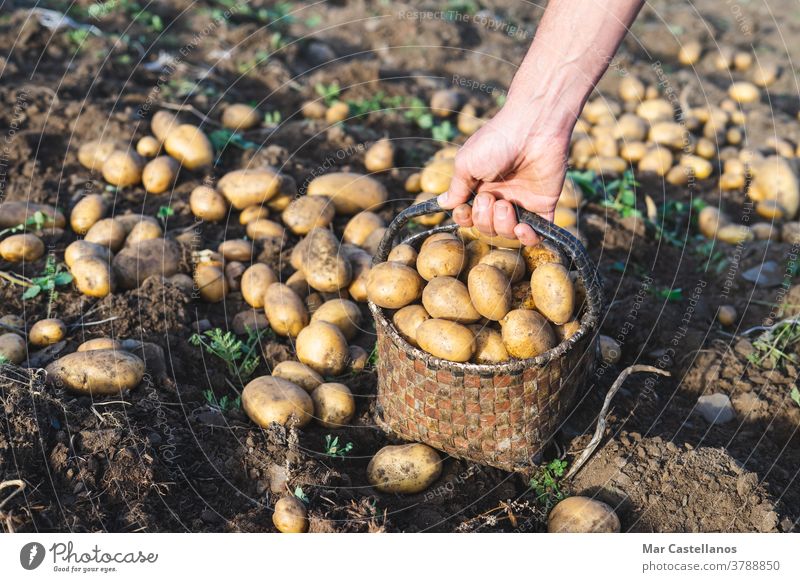 Mann pflückt Kartoffeln auf dem Bauernhof. Landwirtschaftliches Konzept. Ackerbau Ernte abholen herausnehmen Korb ländlich Knolle Lebensmittel Zutaten Menschen