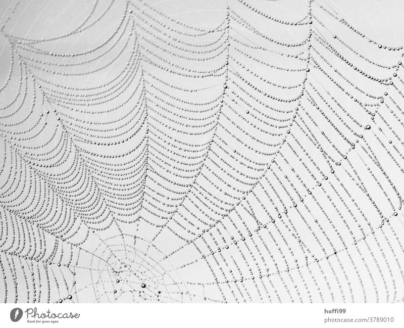 Spinnennetz mit feinen Tröpfen Morgentau tröpfchen Tröpfchen Netz spinnenweben nass Wassertropfen Tropfen Natur Regen Tau feucht Netzwerk Herbst natürlich