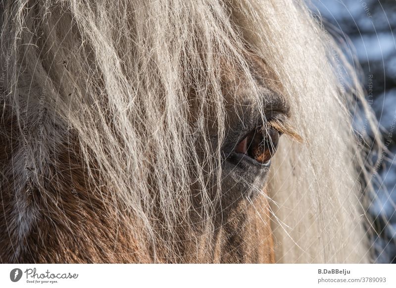 Im Auge des Haflingers. Die blonden Pferde - Schönheiten der Alpen. Meran Tirol Pferdekopf Mähne Berge u. Gebirge Tier Tierporträt blonde Mähne Ponys Natur