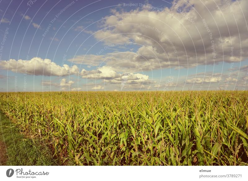 Blick vom Feldrain aus auf ein Maisfeld im Spätsommer mit vielen Schönwetterwolken und Sonnenschein Dekowolken Ackerbau Feldbau Getreide Getreidefeld Reife