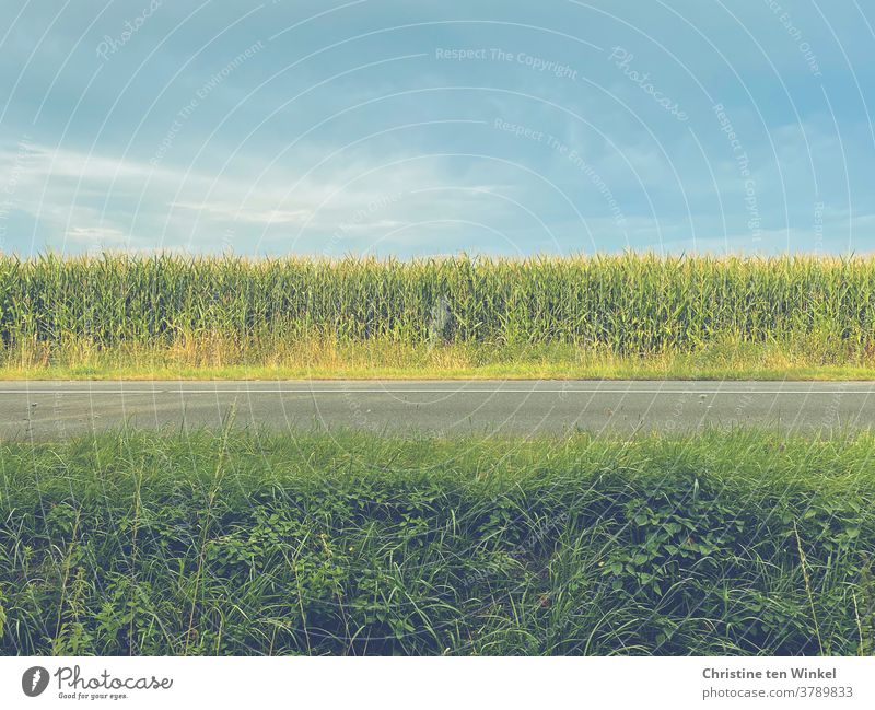 Blick über eine Landstraße mit Grün im Vordergrund, dann Asphalt, ein Maisfeld und darüber blauer Himmel mit einigen Schleierwolken Straße Graben Landschaft