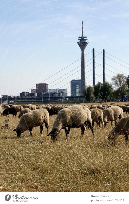 Schafherde weidet auf einem trockenen Feld in Düsseldorf, Deutschland Großstadt Tier Klima Klimawandel düsseldorf Umwelt Gras weiden Weidenutzung grün Herde