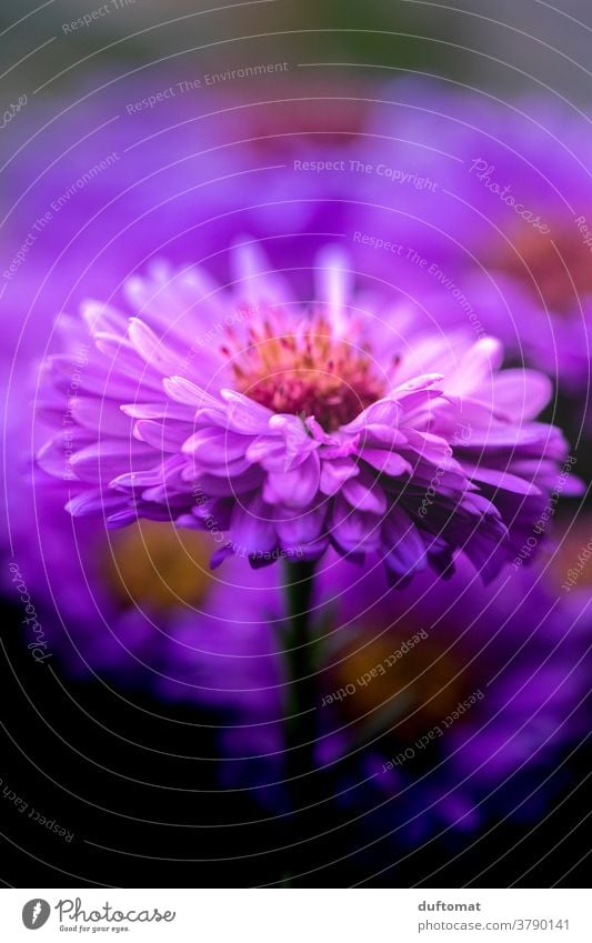 Macro Aufnahme einer lila Aster aster Astern violett Blume Blüte Blütenblätter Pollen Blütenstempel Pflanze Natur Nahaufnahme Garten Makroaufnahme Menschenleer