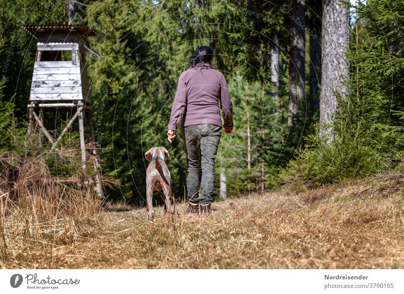 Weimaraner Jagdhund während der Ausbildung im Wald weimaraner frau person wald vorstehhund wandern unterwegs jagdausbildung gehorsam lernen zopf haare jäger