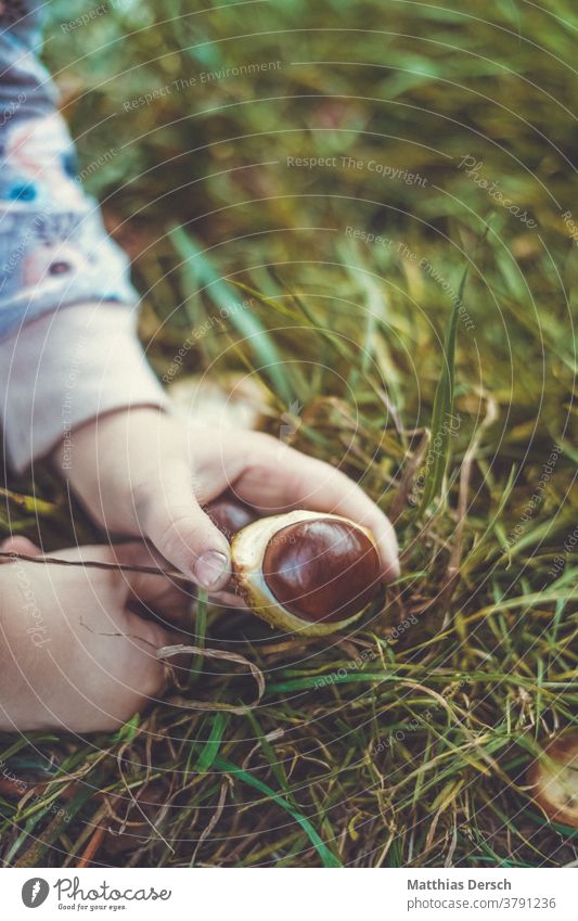 Mädchen beim Kastaniensammeln Kastanienbaum Hände Kinderhände Herbst Herbstgefühle Herbstlandschaft