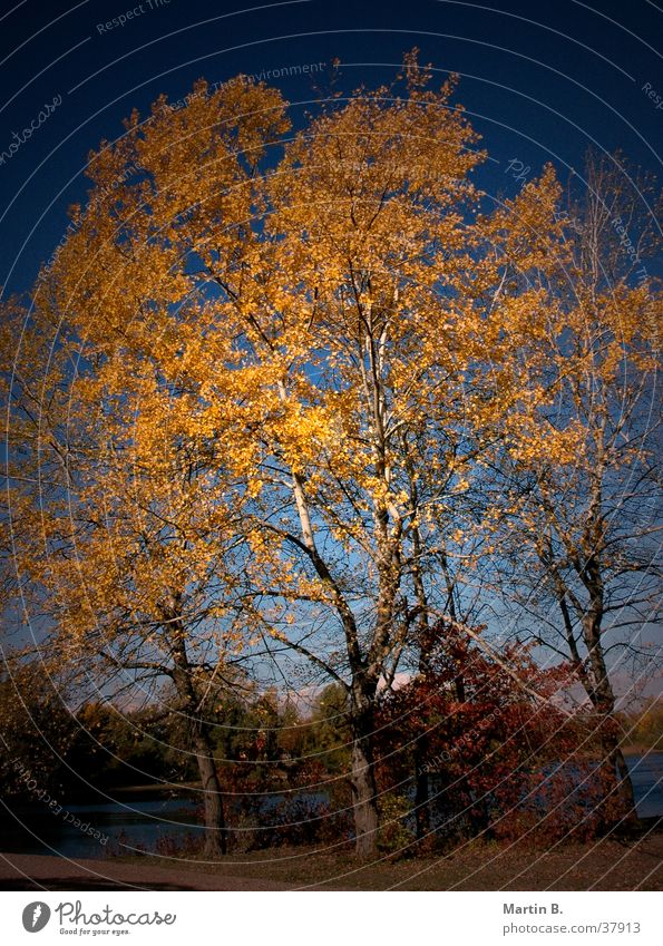 Herbstblätter Baum Nikon D70