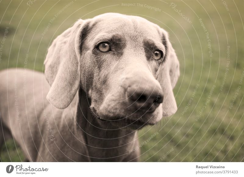 Porträt eines Weimaraner-Hundes auf dem Rasen. Sepia-Ton-Fotografie. Tier Haustier Welpe Eckzahn niedlich grau braun züchten Labrador Kopf vereinzelt Reinrassig