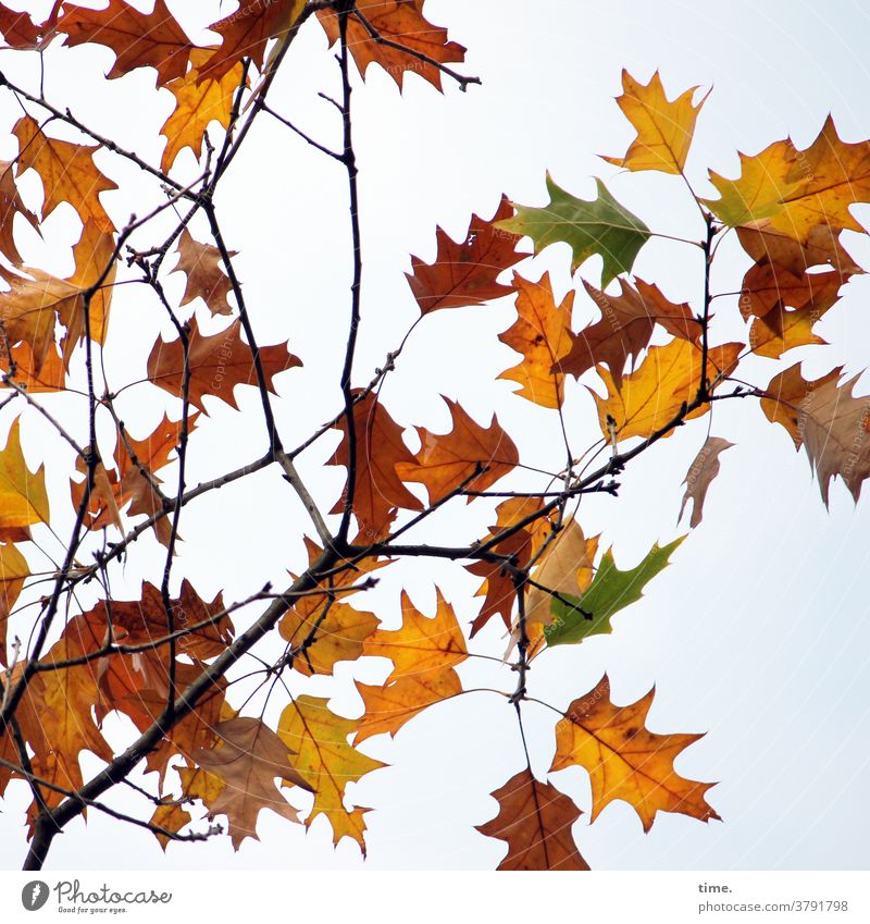 Herbst voraus (12) herbst blatt blätter herbstblätter baum welken wandel tod farbe ast ahorn Indian Summer entwicklung transformation veränderung himmel