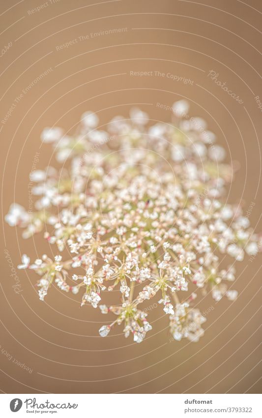Makroaufnahme einer Wiesenblume 'Wilde Möhre' Blume Wildpflanze soft Natur weich Farbfoto Außenaufnahme wild beige Hintergrund beiger Hintergrund Freisteller