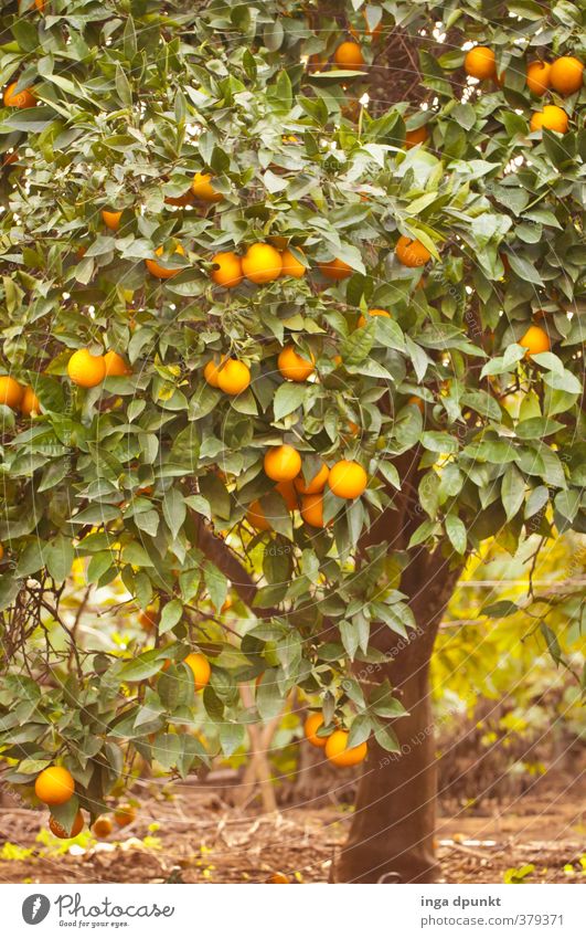 Apfelsinenhain Umwelt Natur Landschaft Pflanze Baum Nutzpflanze exotisch Landwirtschaft Orange Frucht Zitrusfrüchte Obstbaum Plantage mediterran heiß trocken