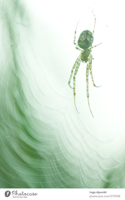 Netzwerk Umwelt Natur Tier Herbst Wildtier Spinne Spinnennetz spinnen 1 fangen warten Endzeitstimmung Überwachung Umweltschutz unheimlich gruselig Angst
