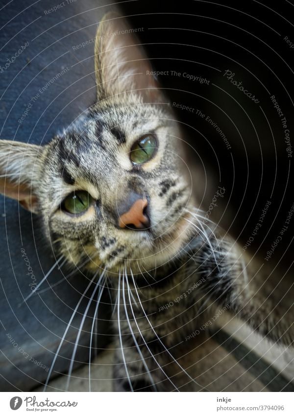 schielende Katze Farbfoto Katzenjunges Katzengesicht Tierportrait Nahaufnahme spielen neugierig niedlich Haustier Hauskatze Blick Tierliebe Schnurrhaar getigert