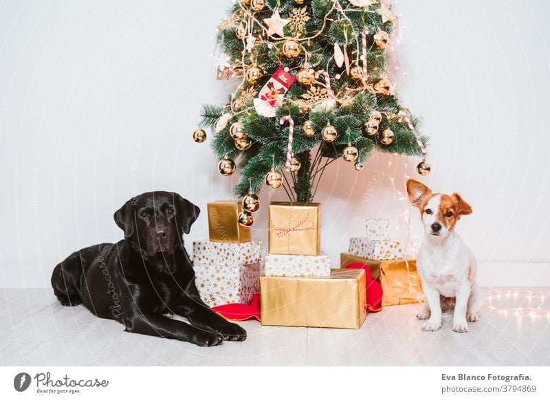 zwei Hunde zu Hause am Weihnachtsbaum, ein süßer Jack-Russell-Hund und ein schwarzer Labrador. Brüder Freunde jack russell Diadem Adoption annehmen Weihnachten
