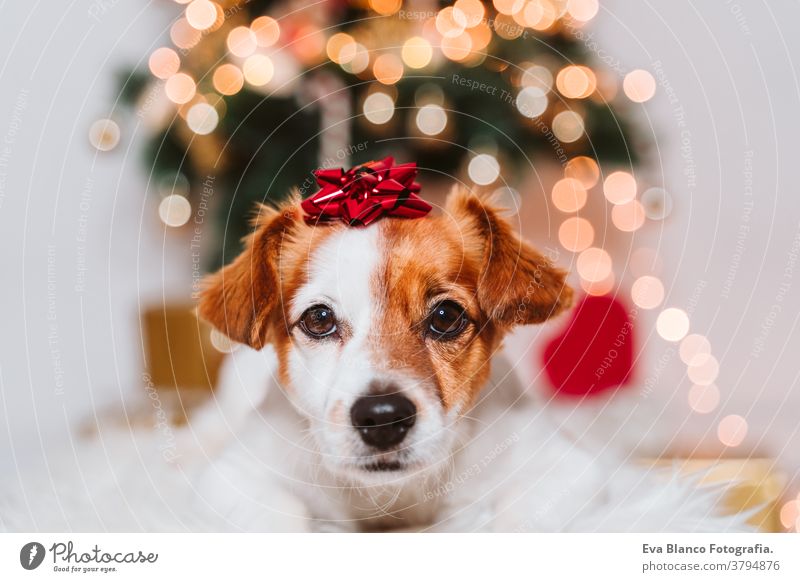 süßer Jack-Russell-Hund zu Hause am Weihnachtsbaum mit rotem Geschenks-Spitzenschmuck auf dem Kopf Adoption annehmen Weihnachten im Innenbereich Haustier