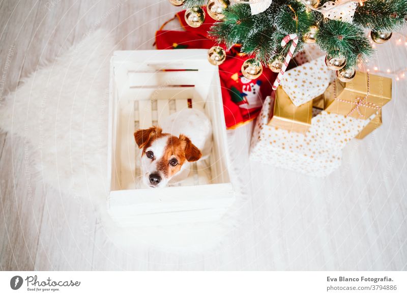 süßer Jack-Russell-Hund in eine Schachtel zu Hause am Weihnachtsbaum jack russell Kasten Weihnachten Baum heimwärts Geschenk Adoption annehmen im Innenbereich