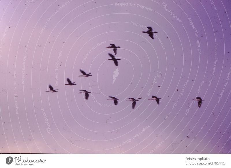 rosa vergilbtes Foto von fliegenden Zugvögeln Flug Vogelwelt vogel Himmel Vögel Konsonant Silhouette Rückflug Schwäne Schwan Vogelflug Vogelschwarm Störche