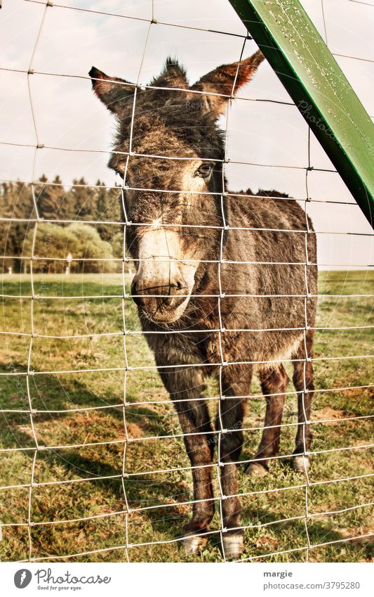 Ein Esel der traurig hinter einer Absperrung steht Eselstute Tier Zaun zaunlatte Gitter Wiese Gras Weide Wald Weideland Eselsohr Tierporträt Menschenleer