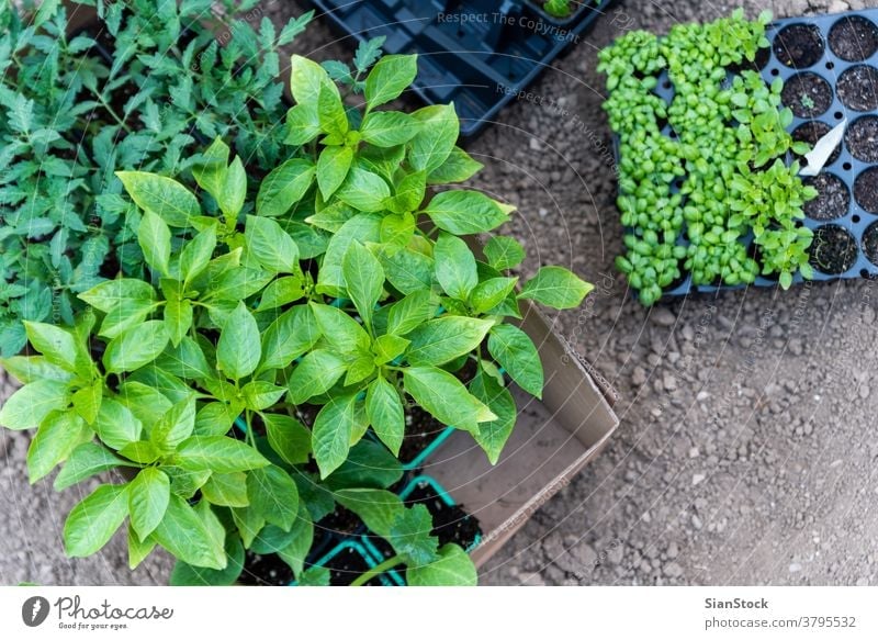 Junge Pflanzen, die auf dem Feld aus dem Boden wachsen wachsend Basilikum Paprika Tomaten botanisch Tomatenpflanze Blatt Gartenarbeit Wachstum Keimling grün