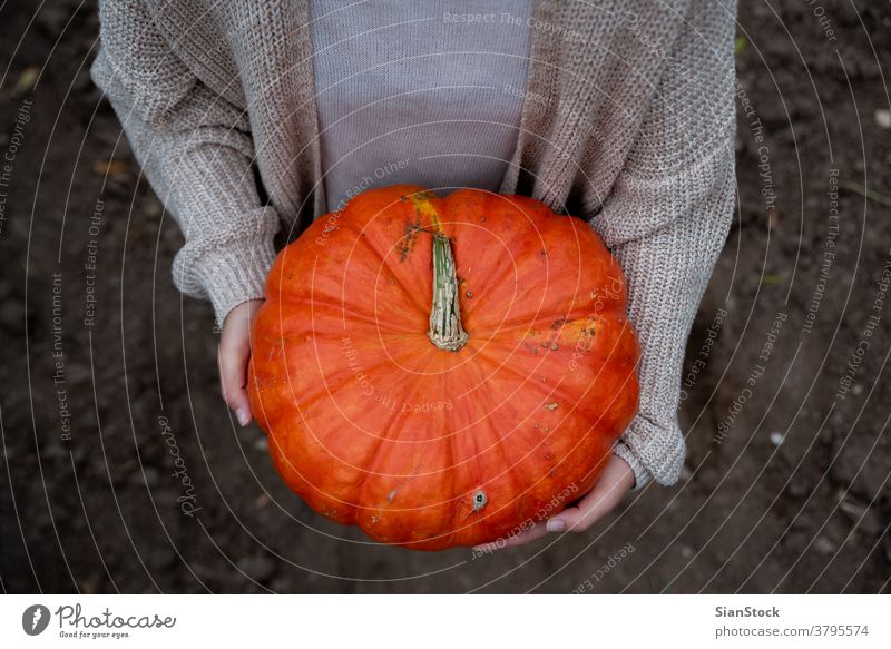 Frau hält einen großen orangefarbenen Kürbis in den Händen auf dem Spielfeld. Hand Herbst Ernte Gemüse Feld Halloween Top Ansicht Erntedankfest frisch Natur