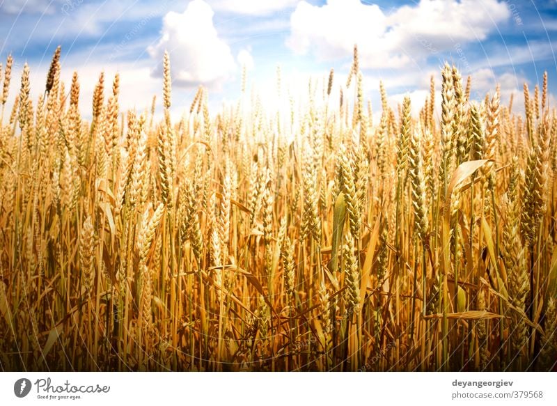 Getreide und Sonnenlicht Sommer Natur Landschaft Pflanze Himmel Wolken Horizont Wiese Wachstum hell blau gelb gold Weizen Feld Bauernhof Feldfrüchte Müsli