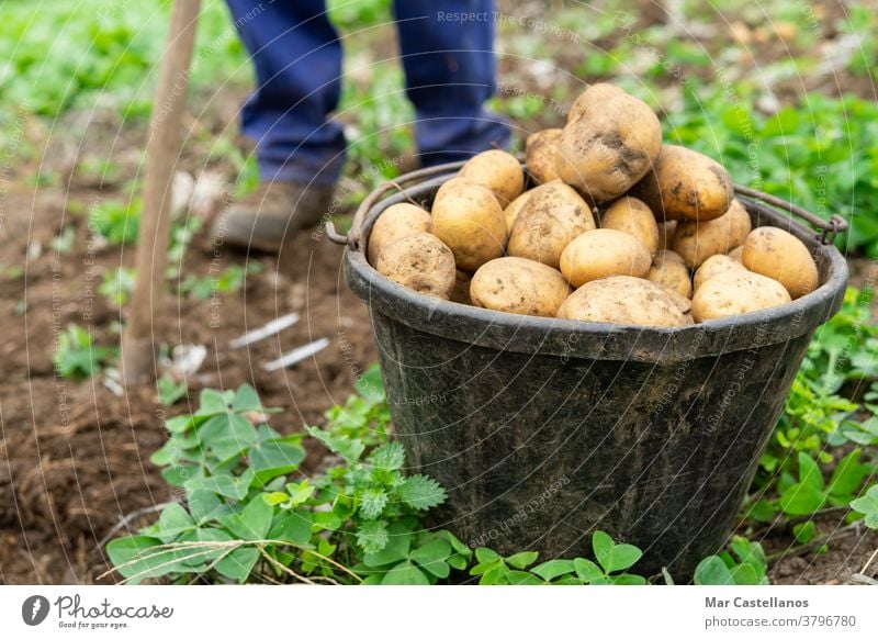 Mann mit Eimer voller frisch geernteter Kartoffeln Landwirtschaftliches Konzept. Ackerbau Ernte abholen herausnehmen Korb ländlich Bauernhof Knolle Lebensmittel