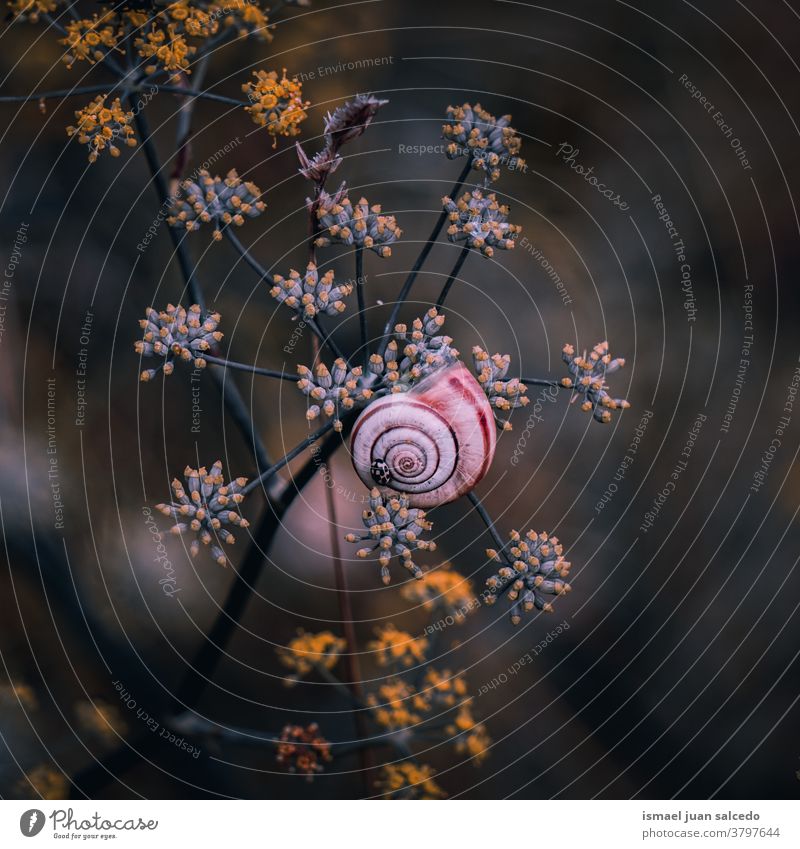 schöne braune Schnecke auf der Blüte im Herbst Riesenglanzschnecke Tier Wanze Insekt klein wenig Panzer Spirale Natur Pflanze Blume Garten im Freien