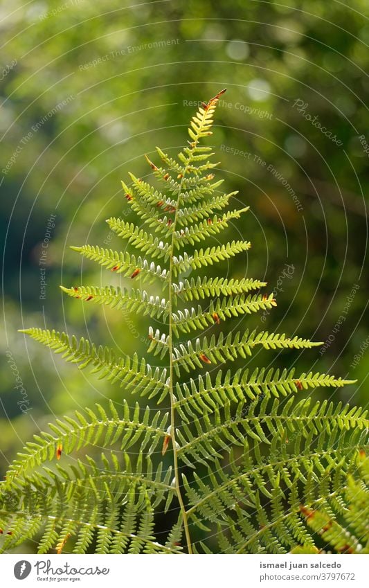 grünes Farnblatt in der Natur in der Herbstsaison, grüner Hintergrund Wurmfarn Pflanze Blatt abstrakt Textur Garten geblümt texturiert im Freien