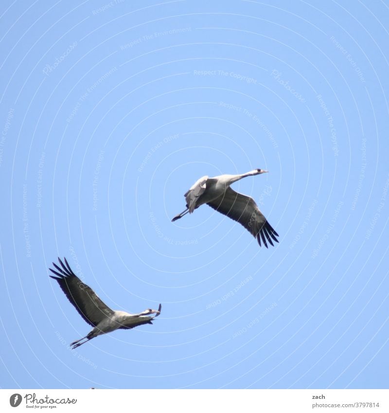 Rückflug Vogel Tier Himmel Natur Umwelt blau 2 zwei Vögel fliegen Kranich Kraniche am Himmel Flügel