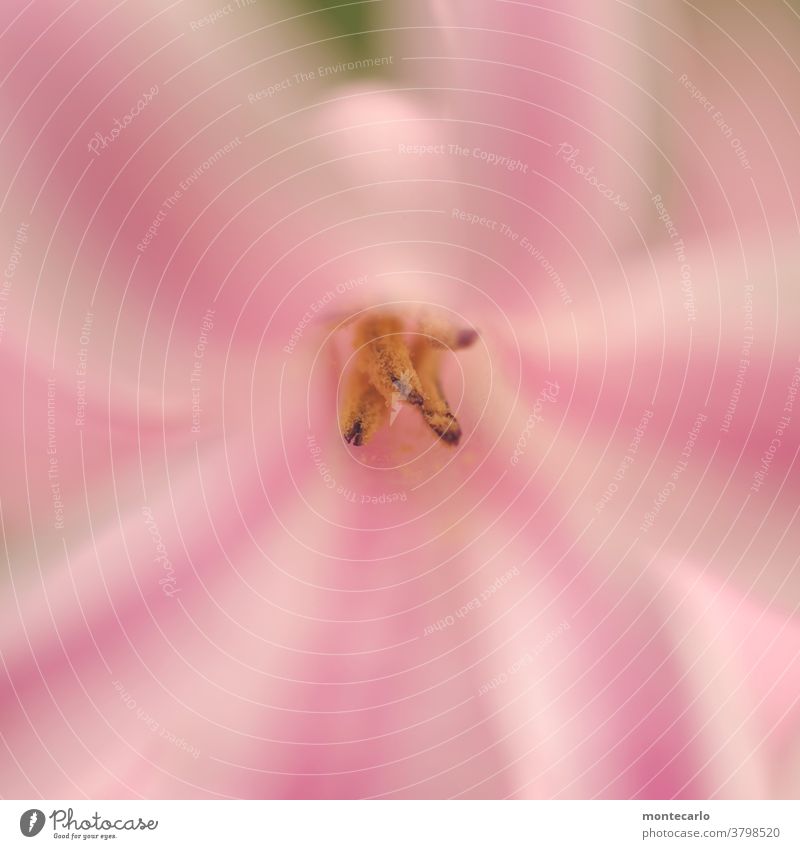 Blütenstempel in einer zartrosa Blüte Pollen einfach Frühling trocken Stempel entdecken frisch authentisch nah Duft Außenaufnahme Umwelt Blume Nahaufnahme