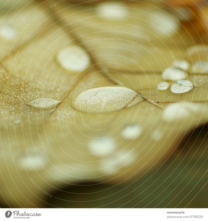 Ein Blatt im Herbst mit Tautropfen Morgentau ästhetisch klein entdecken Umwelt Wassertropfen Natur einfach dünn Flüssigkeit authentisch frisch einzigartig rund