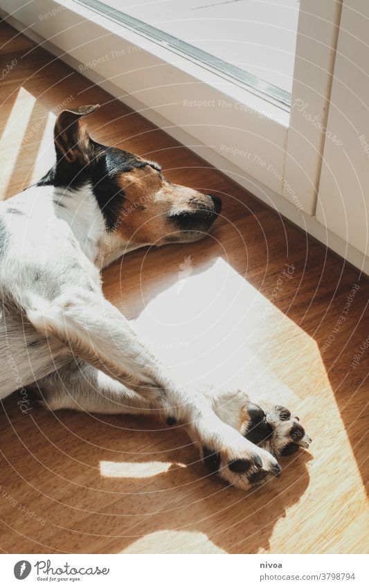 Jack Russell sonnt sich Jack-Russell-Terrier jack russell Sonnenbad Hund liegen schlafen Fenster Tier Haustier weiß niedlich intelligent 1 Blick Reinrassig