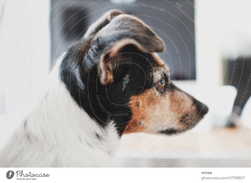 Kopf eines Jack Russel Terriers Tierporträt jack russel terrier jack russell niedlich weiß Jack-Russell-Terrier Hund gehorsam intelligent Reinrassig braun