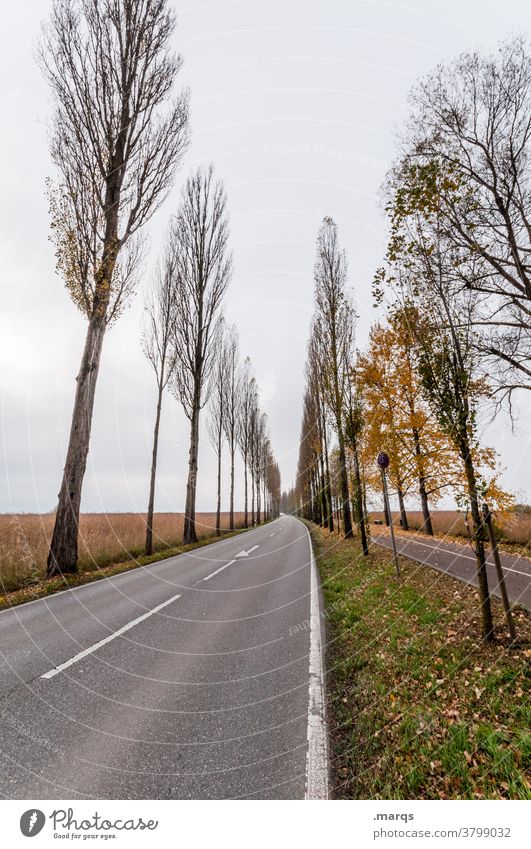 Allee Straße Herbst Pappeln Fluchtpunkt Wege & Pfade StVO Verkehrswege Landstraße kahl Ziel Landschaft Natur