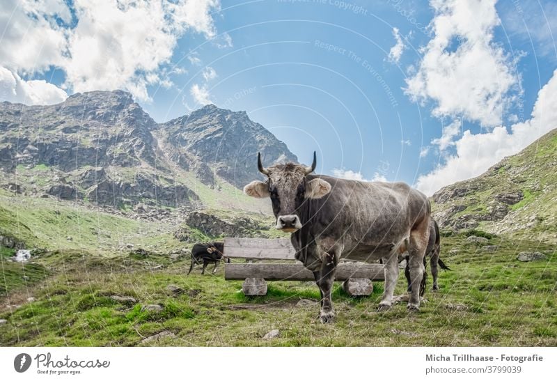Weidende Kühe in den Alpen Kaunertal Österreich Tirol weiden Nutztiere Hörner Blick Kopf Gras Wiese Berge Gebirge Täler Himmel Wolken Sonne Sonnenschein Natur