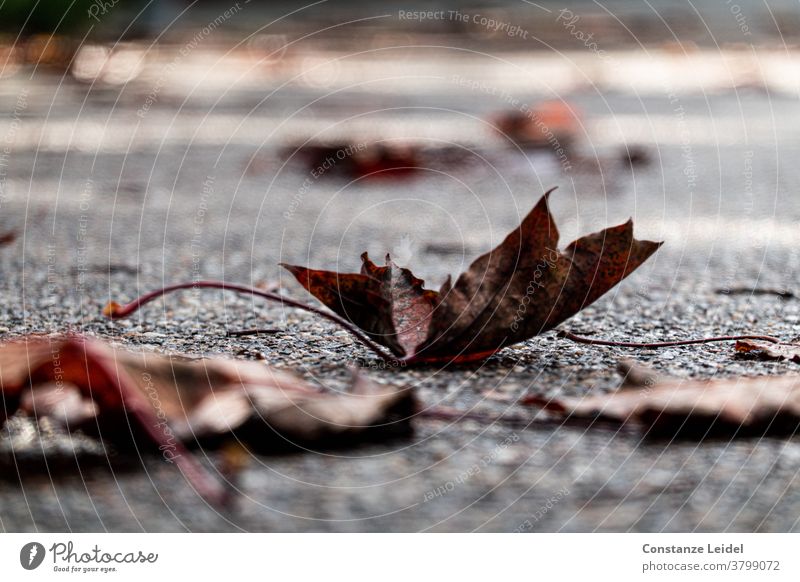 Herbstliche, verwelkte Blätter auf der Straße Herbstlaub November Oktober Nasse Straße Asphalt regnerisches Wetter Rutschgefahr rutschig Novemberstimmung Nebel