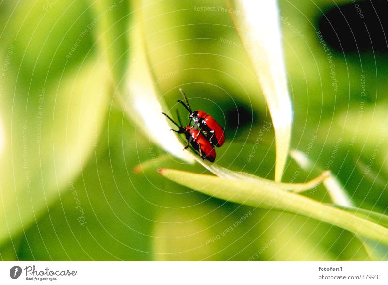 inflagranti rot grün Blatt Fortpflanzung Insekt Käfer tiefenunschärfe
